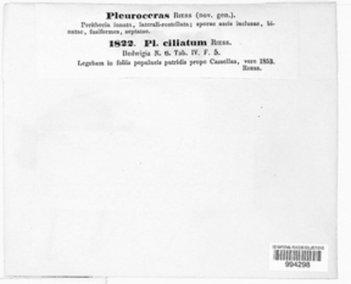Pleuroceras ciliatum image